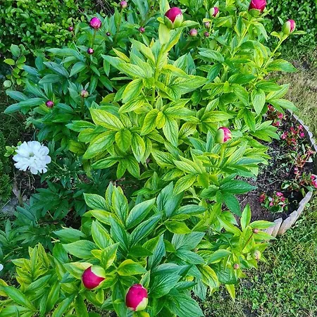 Agas Vendeghaz Vendégház